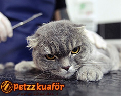 makasla kedi traşı